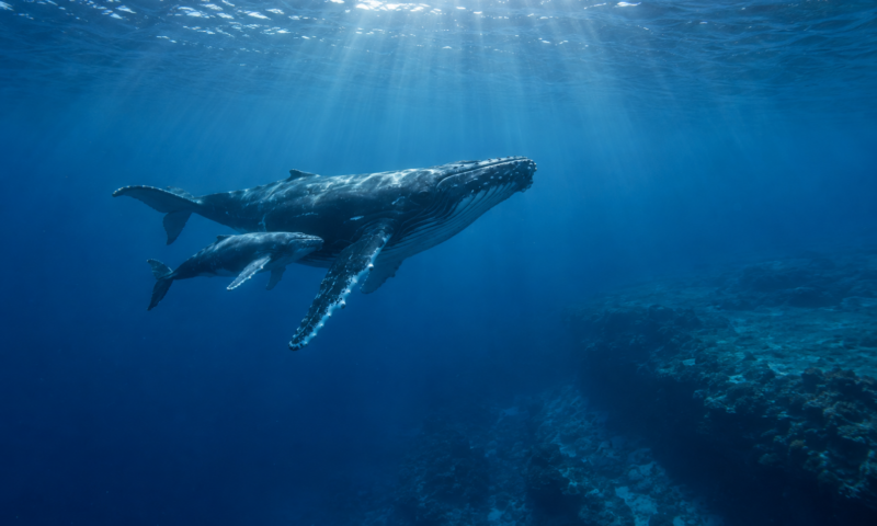 Coastal Development and Marine Conservation